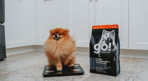 Small brown Pomeranian dog standing on scale beside kibble bag