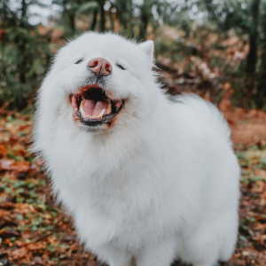 Samoyed dog smiling at camera
