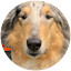 Collie dog
