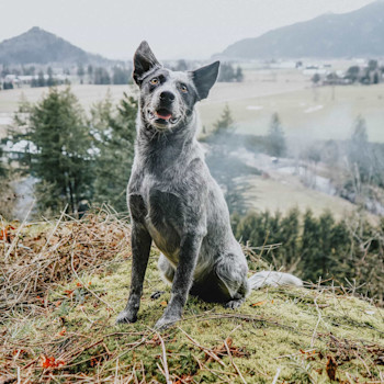 Blue Heeler sitting on top of mountain