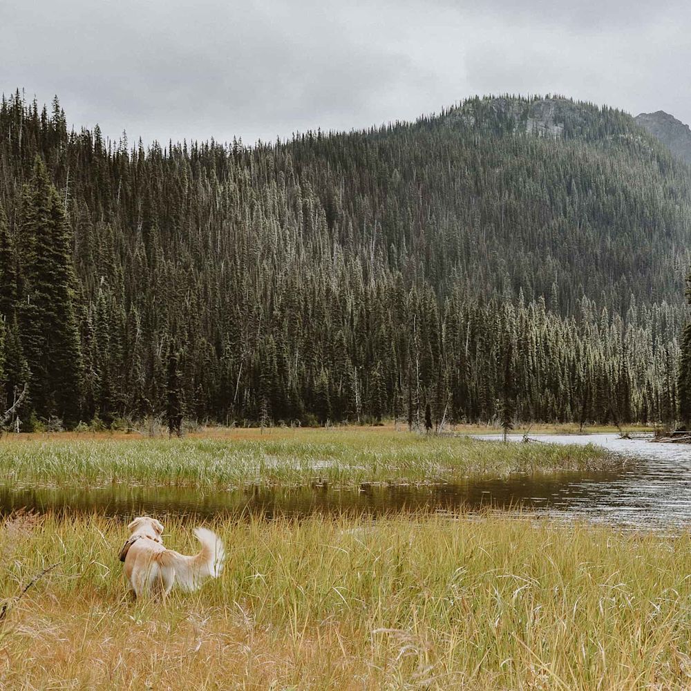 Dog in field in view of mountains