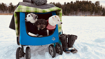 GO-SOLUTIONS-three-dogs-sitting-in-wagon-in-the-snow-beside-boots