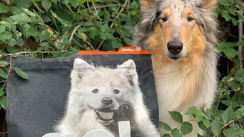 Collie dog in green leafy area beside kibble bag