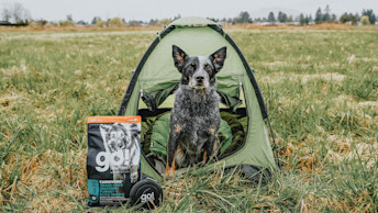 GO-SOLUTIONS-heeler-dog-sitting-in-green-tent-with-carnivore-chicken-turkey-duck-kibble-and-collapsible-bowl