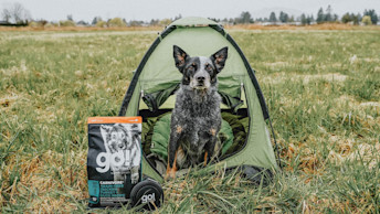 Blue Heeler inside tent with bag of GO! SOLUTIONS CARNIVORE Grain-Free Chicken, Turkey + Duck Senior Recipe