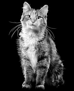 Cat sitting looking at camera in black and white