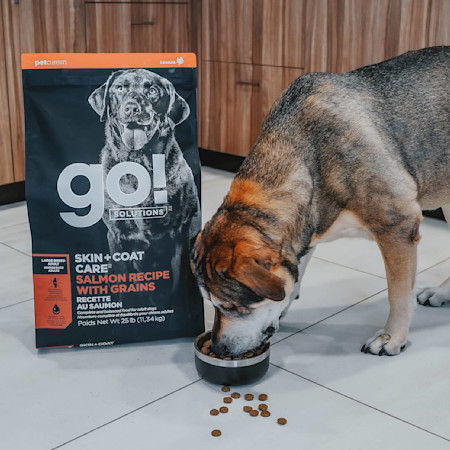 Large breed dog eating Go! Solutions Large Breed Recipe kibble