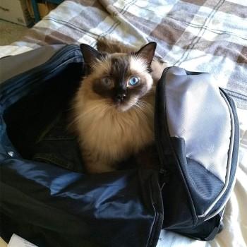 Willow the cat in duffle bag