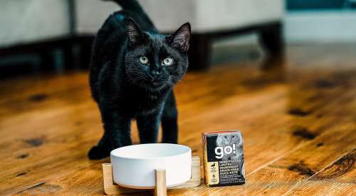 Black cat eating GO! SOLUTIONS SENSITIVITIES Limited Ingredient Grain-Free Duck Pâté
