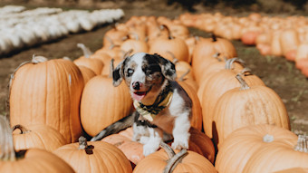GS - Social - Dog Sitting on Pumpkins