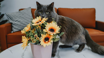 Grey cat on table smelling flowers