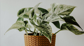 Pothos