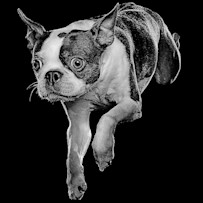 GO-SOLUTIONS-Product-Pet-Image-Dog-Smoo