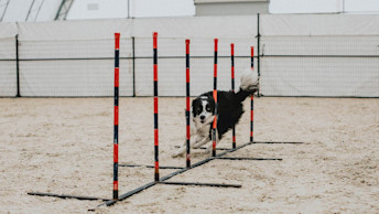 Border Collie weaving through agility course