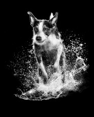 Black and white dog running through water