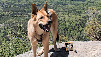 Dog on rock on hike beside GO! SOLUTIONS Tetra Pak recipe