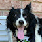 Border Collie with tongue out