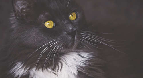Black fluffy cat with gold eyes