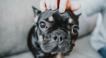 NF - In blog image - frenchie being held in owners hands
