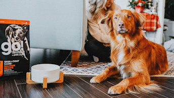 GO-SOLUTIONS-brown-dog-sitting-on-wood-floor-with-go-solutions-skin-coat-care-salmon-kibble-bag