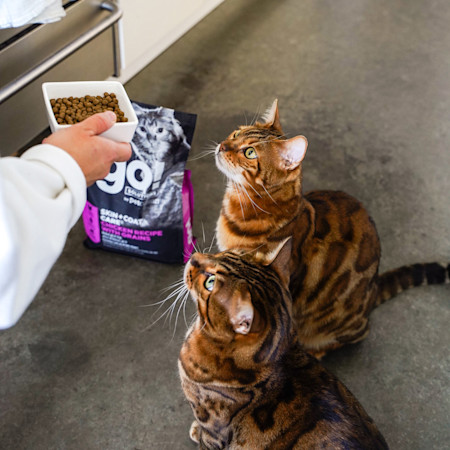 GS S+C Chicken Cat Owner Feeding 0620