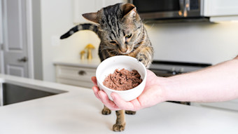 Cat pawing at bowl of wet cat food