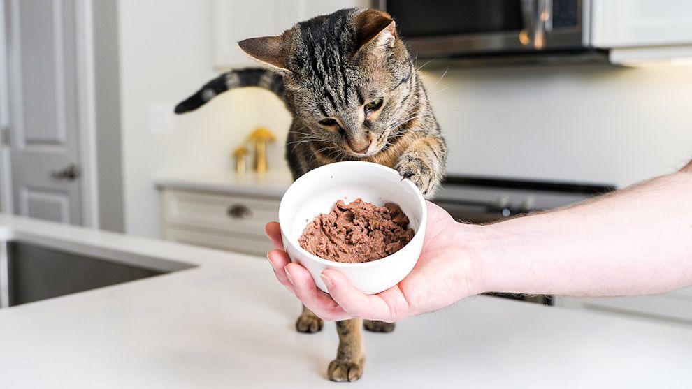 Cat pawing at bowl of wet cat food