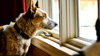 Dog looking out window