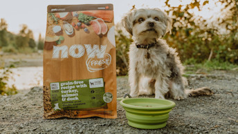 Small breed dog on trail with bag of Now Fresh kibble