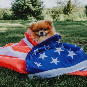 Pomeranian dog in US flag