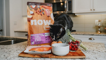 Cat on counter with food and bag of NOW FRESH