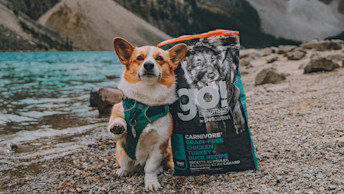 GS - Blog - corgi-dog-paw-up-beside-kibble-bag-by-lake-in-mountains