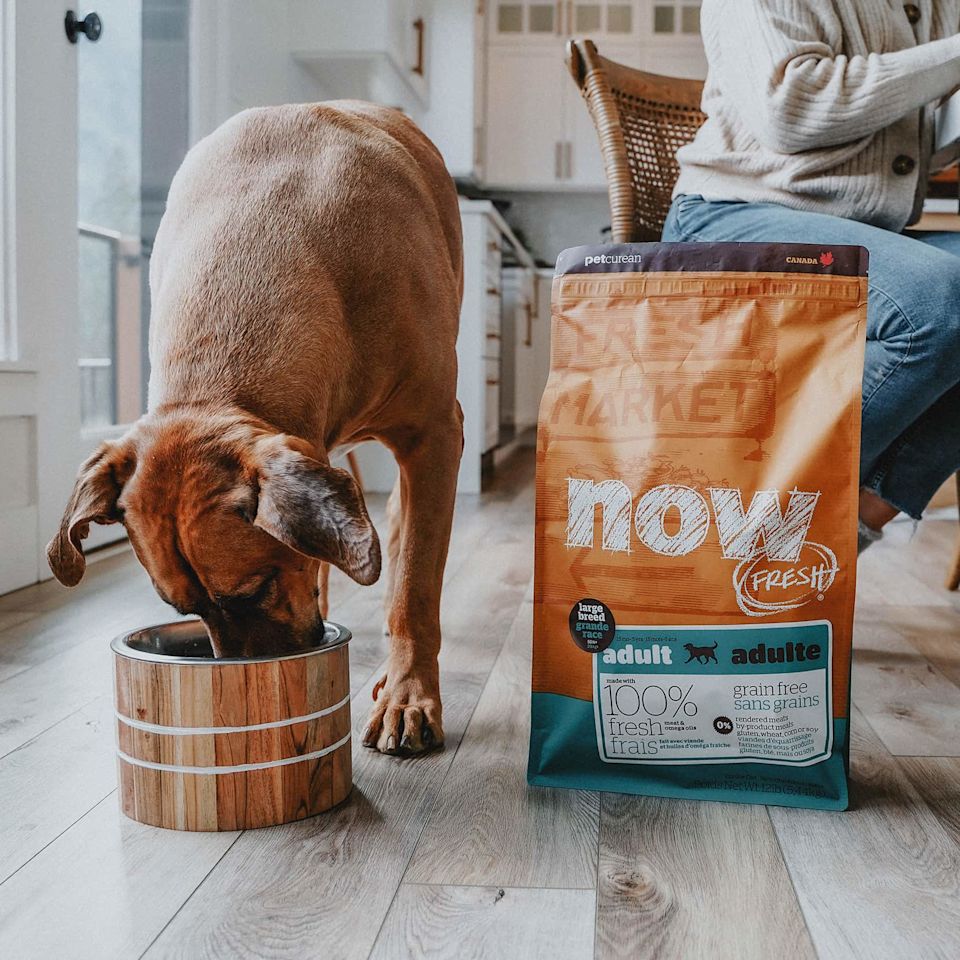 Dog eating beside bag of Now Fresh large breed adult dog food