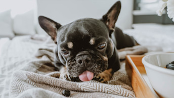 French Bulldog licking blueberries on bed