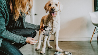 Standard Poodle with owner holding GO! SOLUTIONS CARNIVORE Grain-Free Shredded Lamb + Wild Boar Recipe for Dogs Tetra Pak