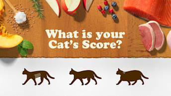 NOW-FRESH-Blog-Cat-Body-Score-Chart