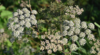 Hemlock
