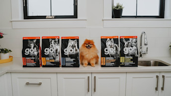 Small brown Pomeranian dog sitting on kitchen counter beside GO! SOLUTIONS kibble bags