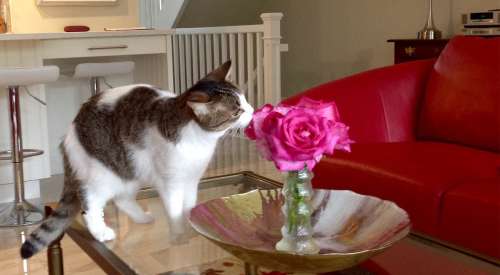 Tilly the cat smelling flowers