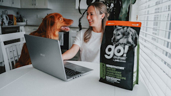 Duck Tolling Retriever dog at kitchen table with pet parent working from home