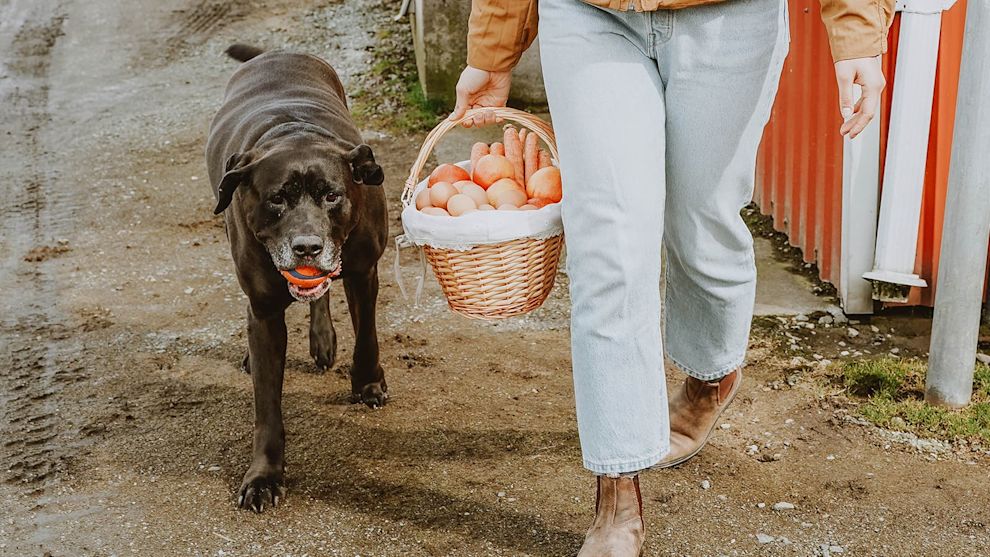 Chocolate Lab dog carrying ball behind owner carrying basket of apples, eggs, and carrots