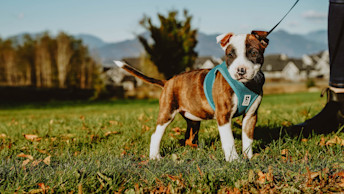 Pitbull puppy on leash standing in field