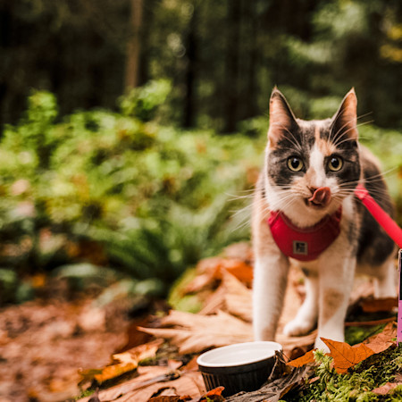 GS Cat Hiking Tetra Feeding 1020 EU