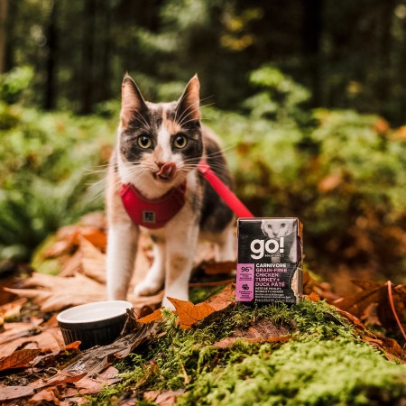 Cat on harness in the woods eating GO! SOLUTIONS CARNIVORE Grain-Free Chicken, Turkey + Duck Pâté