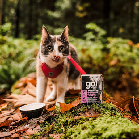 Cat on harness in the woods eating GO! SOLUTIONS CARNIVORE Grain-Free Chicken, Turkey + Duck Pâté