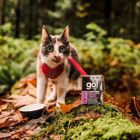 GS Cat Hiking Tetra Feeding 1020