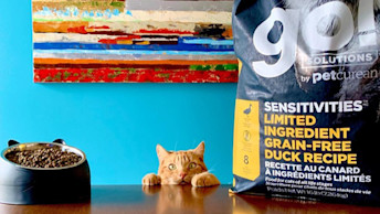Ginger cat with paws on table with GO! SOLUTIONS kibble