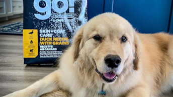 Golden Retriever dog sitting on kitchen floor next to bag of GO! SOLUTIONS SKIN + COAT CARE Duck Recipe kibble