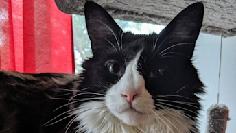 Millhouse the cat