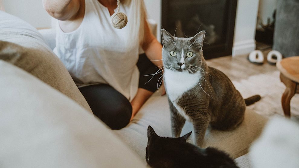 Woman playing with two cats
